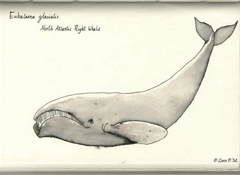 north atlantic right whale drawing